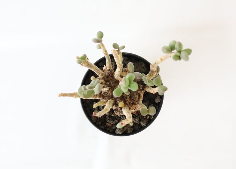 ケラリア ピグマエア | mana's farm:塊根植物・アガベ・ドライガーデン