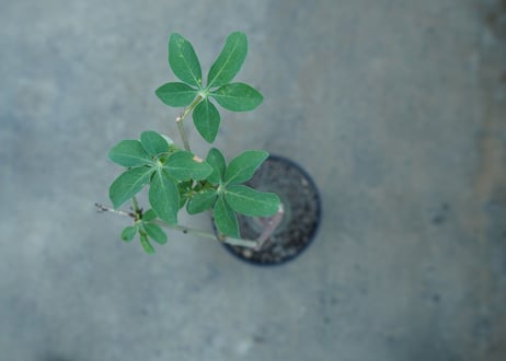 アデニア　グラウカ　Adenia glauca