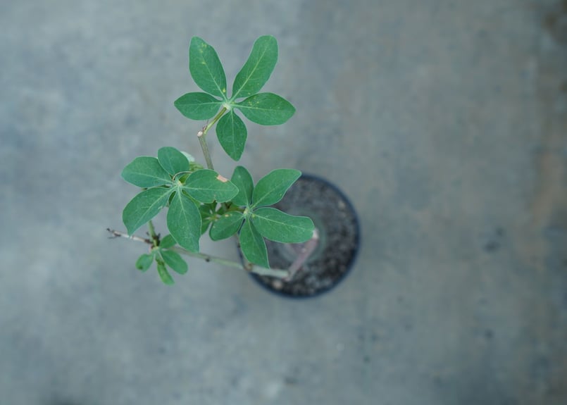 アデニア　グラウカ　Wヘッド　大株　(鉢付き) アデニウム・グラウカ | 観葉植物 | 観葉植物通販