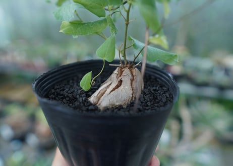ディオスコレア　シルバティカ　Dioscorea sylvatica No.3