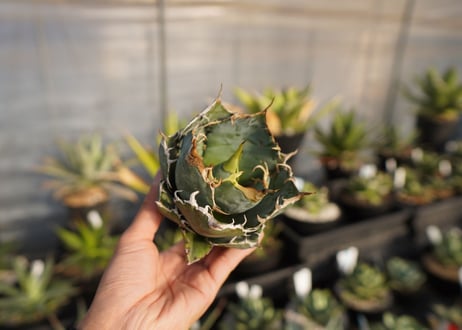 agave titanota 白鯨　 NO.1
