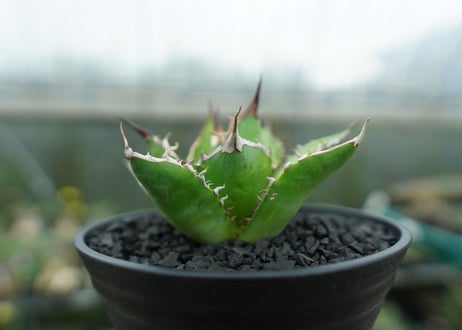 アガベ　チタノタ　Agave titanota　No.9
