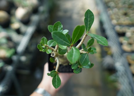 アデニウム　Adenium　No.11