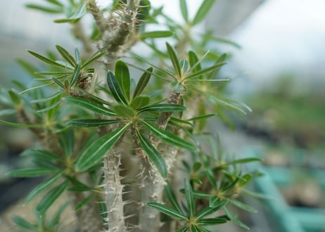 パキポディウム　ロスラーツム　Pachypodium rosulatum