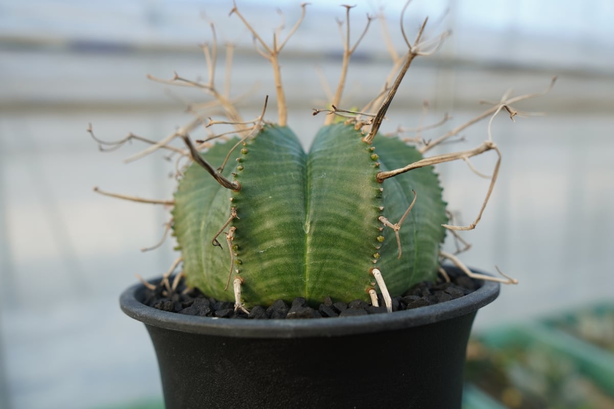 ユーフォルビア スーパーバリダ Euphorbia super valida No.1 |