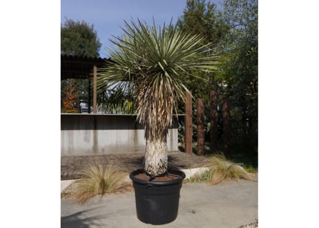 ユッカ　ロストラータ　ヒドラ　yucca rostrata　NO.2