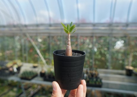 アデニウム　Adenium  No.8