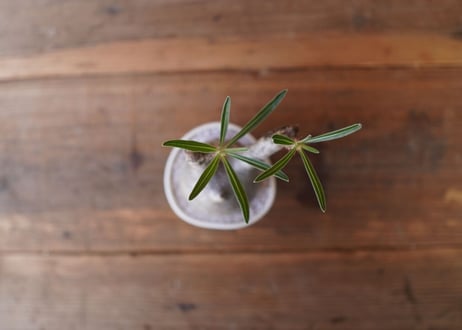 パキポディウム　グラキリス　 Pachypodium Gracilius