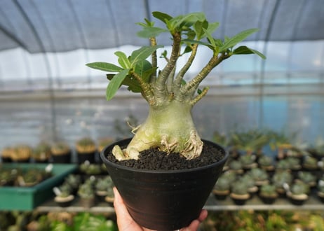 アデニウム　Adenium　No.4