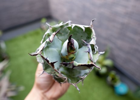 Agave B&B  №3