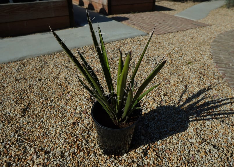 ユッカ カルネロサーナ Yucca carnerosana No.2 | mana's fa