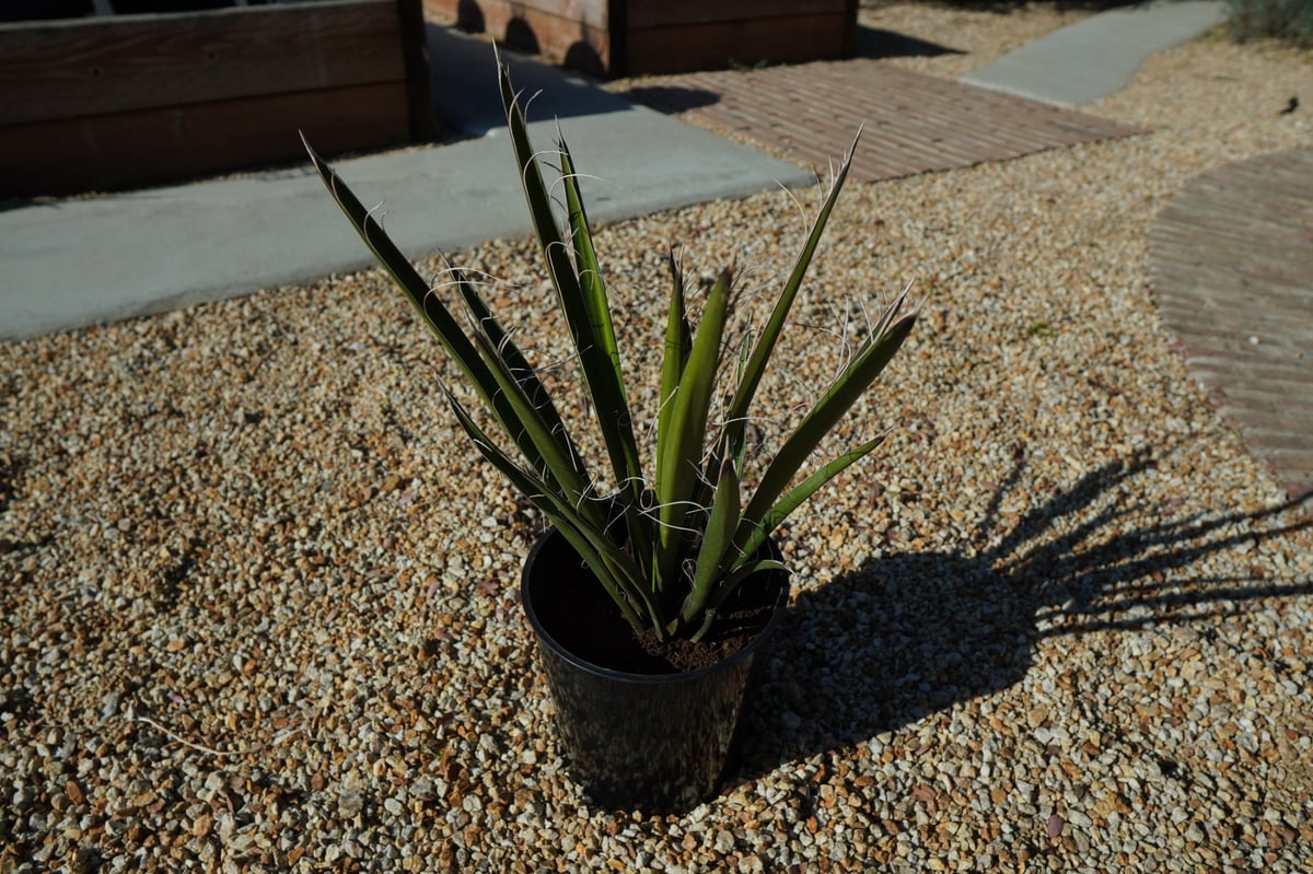 ユッカ カルネロサーナ Yucca carnerosana No.2 | mana's fa