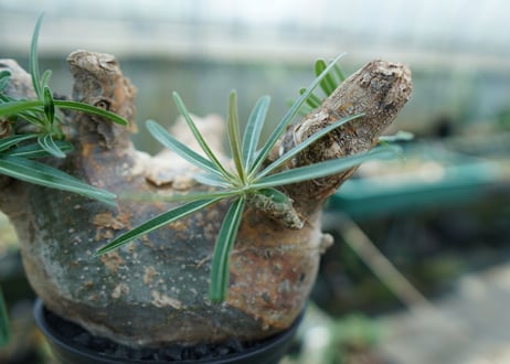 パキポディウム　グラキリス　 Pachypodium Gracilius  No.3