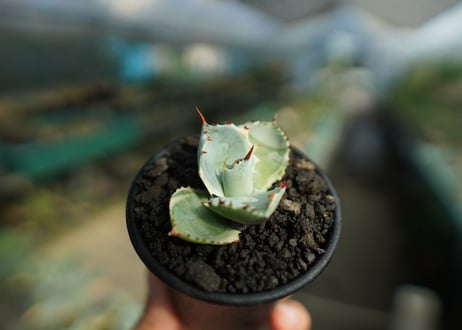 アガベ　兜蟹錦　Agave isthmensis “Kabutogani” variegata  No.3
