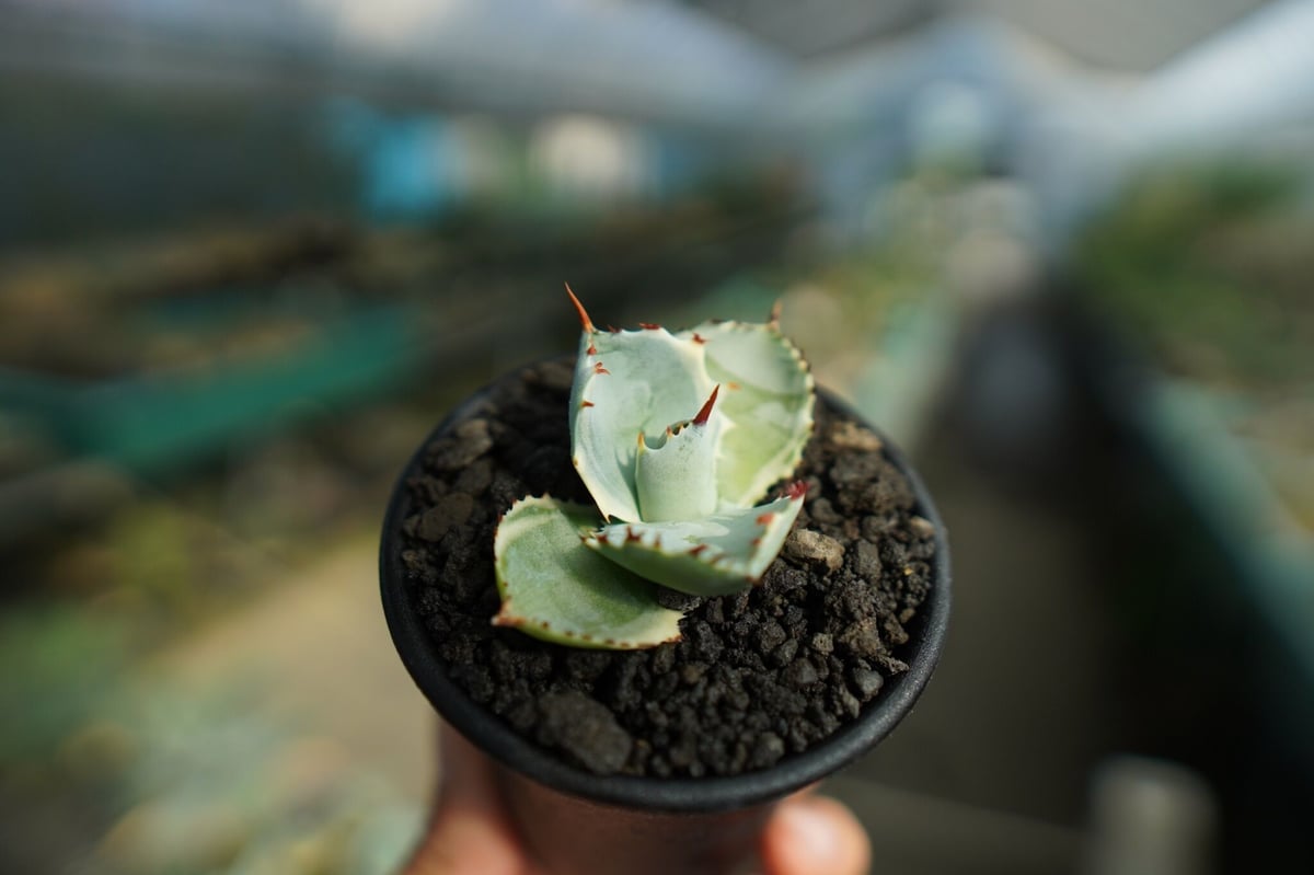 アガベ 蟹錦　変わり斑　中株 アガベ 超大株ガニ錦 兜蟹錦 肉厚丸葉 強棘葉包型 極上黄覆輪 激