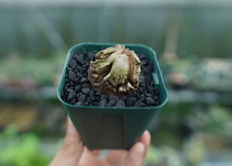 亀甲竜　Dioscorea elephantipes　No.3