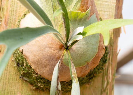 P. Wolverine ( veitchii AR × willinckii )