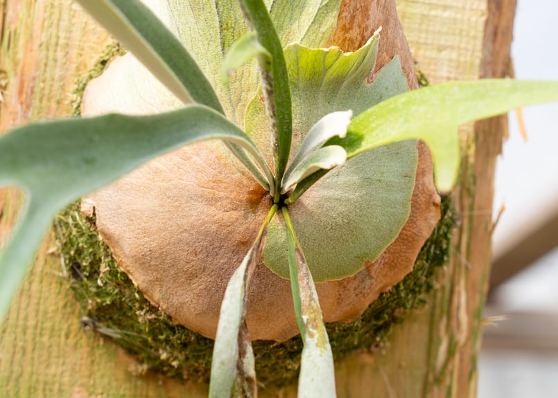 P. Wolverine ( veitchii AR × willinckii ) | man