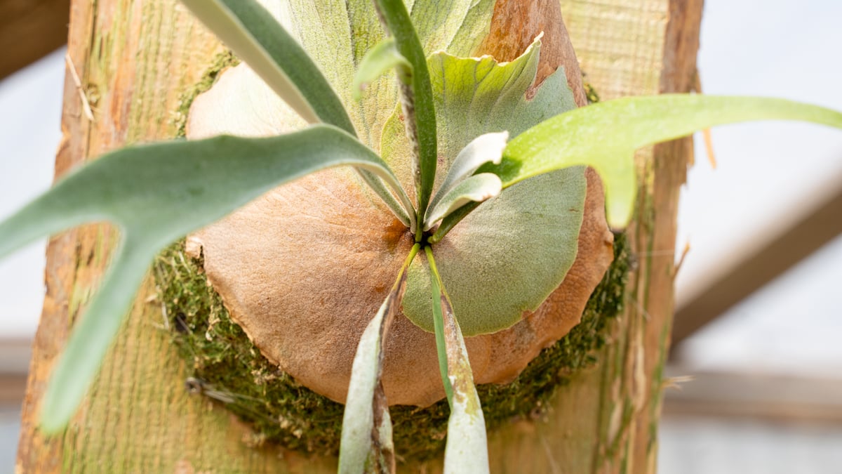 ビカクシダ　Wolverine 親株 P. Wolverine ( veitchii AR × willinckii ) | man