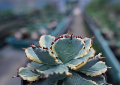 アガベ　兜蟹錦　連棘　Agave isthmensis “Kabutogani” variegata No.2