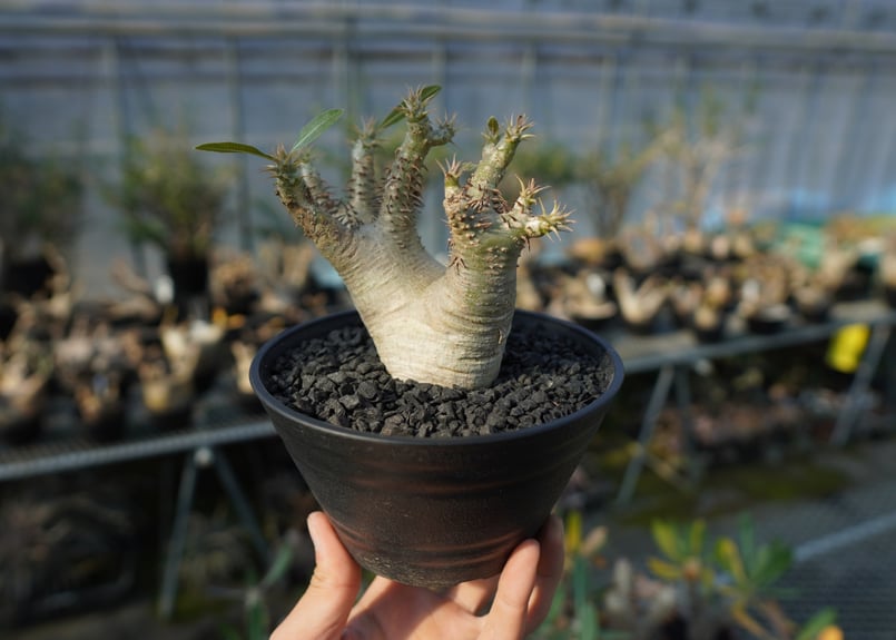 パキポディウム マカイエンセ Pachypodium makayense No.7 | man