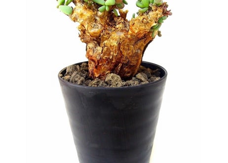 Ceraria pygmaea ケラリア・ピグマエア  №7