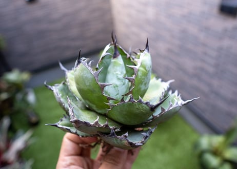 Agave B&B A NO.1