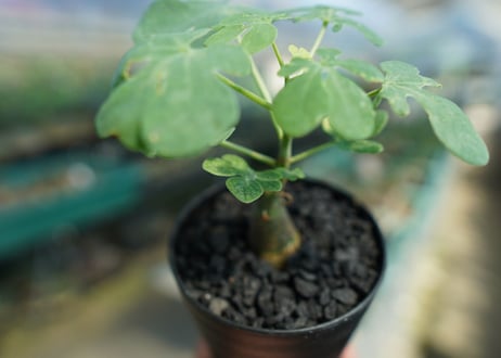 アデニア　グラウカ　Adenia Glauca　No.3
