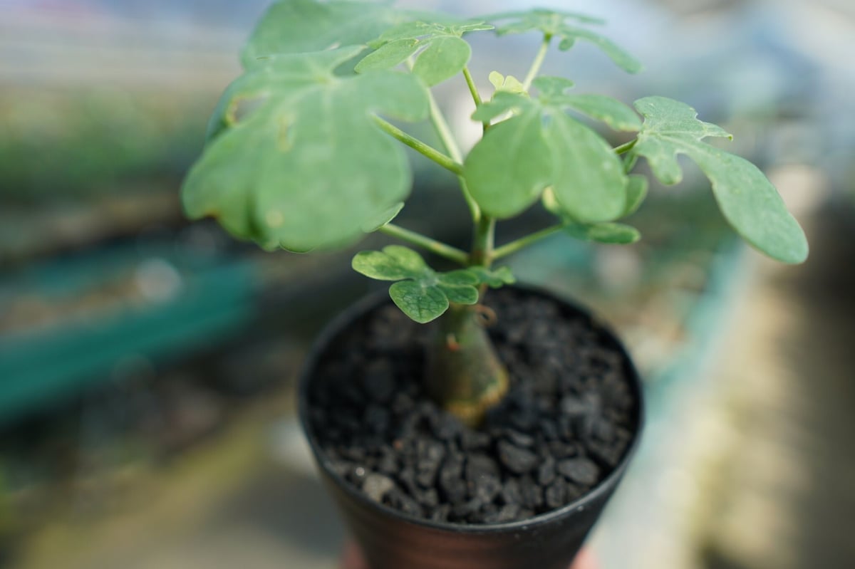 アデニア グラウカ Adenia Glauca No.3 | mana's farm:塊根植物