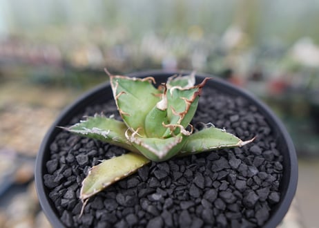 アガベ チタノタ シーザー agave titanota caesar　No.3