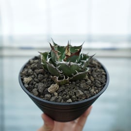 Agaves 新発売 アガベ洋書 アガベ図鑑