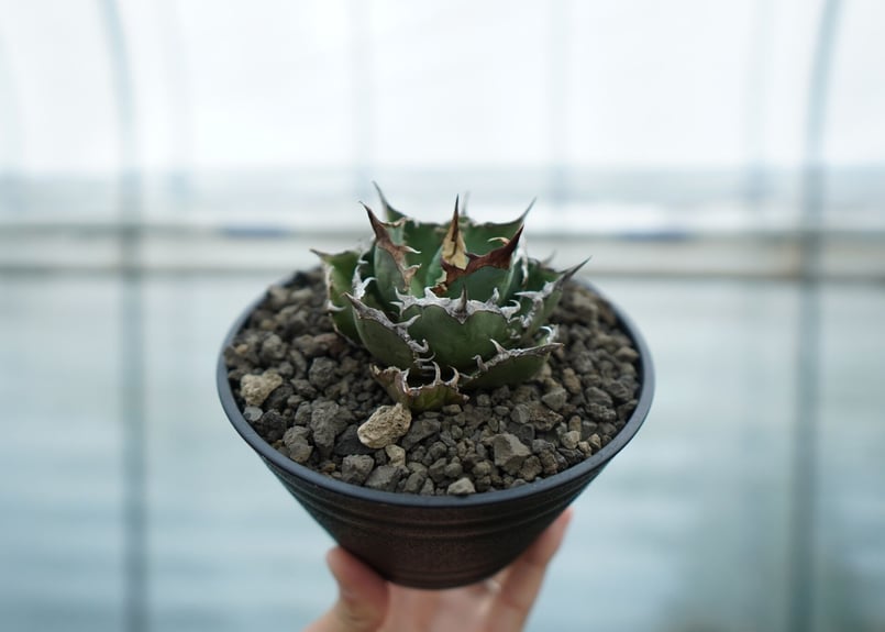 アガベ チタノタ FO-76 Agave titanota FO-76 No.1 | man