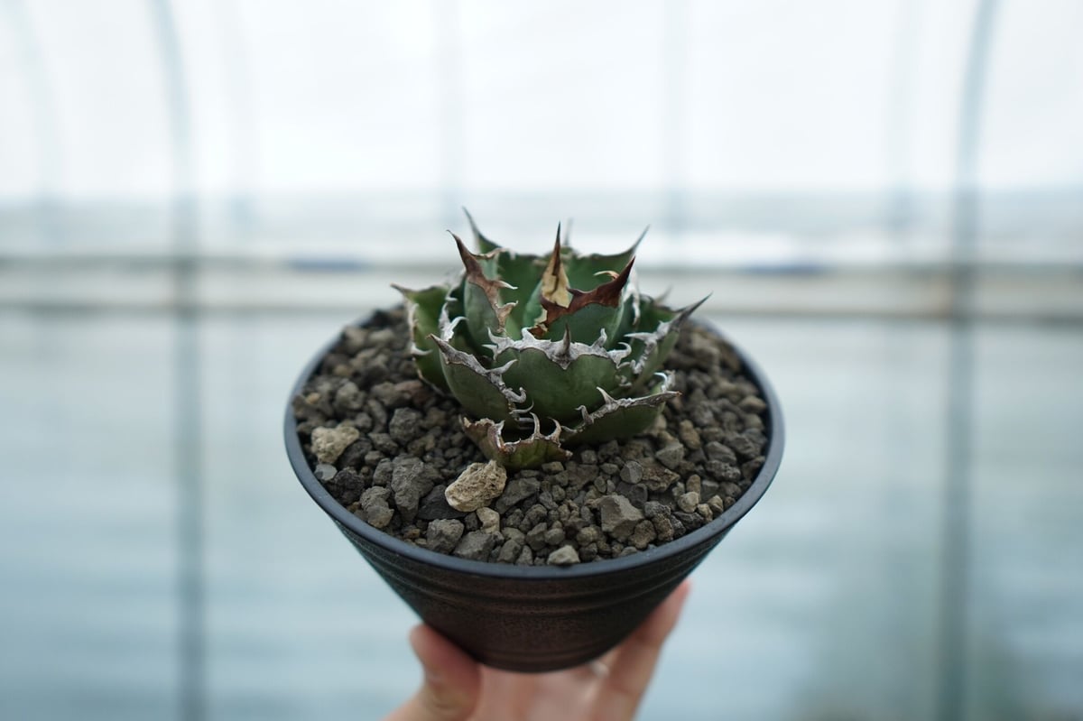 アガベ チタノタ FO-76 Agave titanota FO-76 No.1 | man