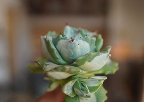 アガベ　王妃雷神錦　白中斑　Agave　“Ohi Raijin Nishiki Shironakahu”