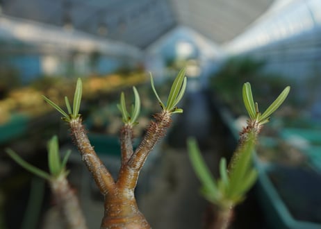 パキポディウム　グラキリス　 Pachypodium Gracilius  No.2