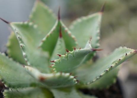 Agave potatorum×Isthmensis No.1