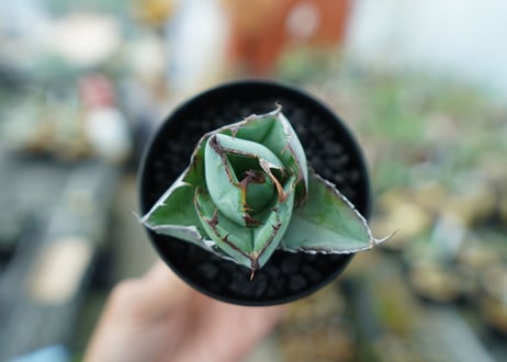 アガベ　チタノタ　 ブラックアンドブルー 　Agave titanota black and blue　No.1