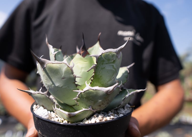 Agave Titanota | mana's farm:塊根植物・アガベ・ドライガーデン植物
