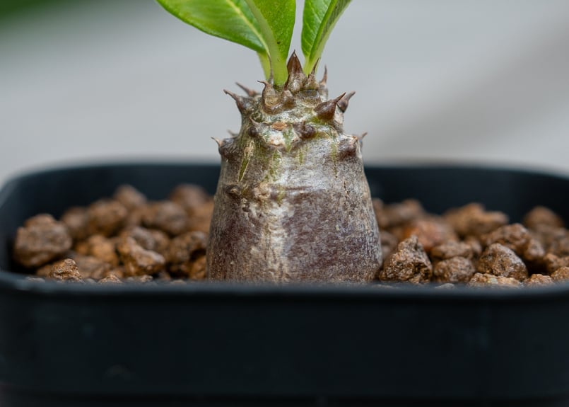 パキポディウム ウィンゾリー 沖縄実生 NO.2 | mana's farm:塊根植物