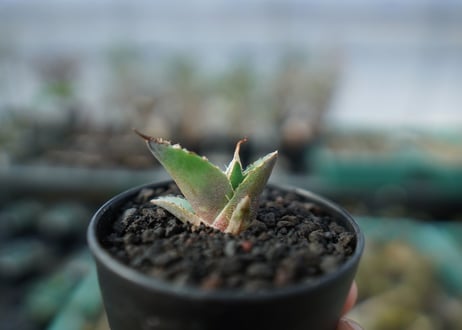アガベ　チタノタ　白鯨　Agave titanota White whale　 A18