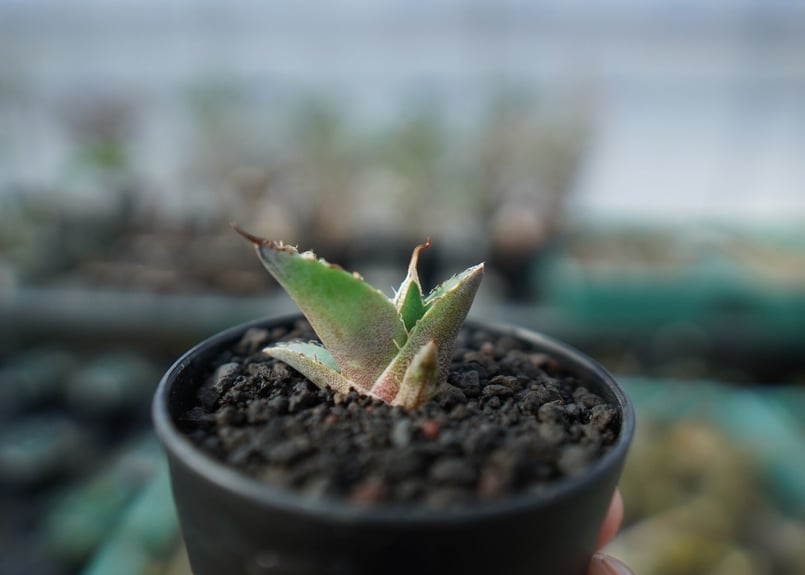 アガベ チタノタ 白鯨 Agave titanota White whale A18 | m