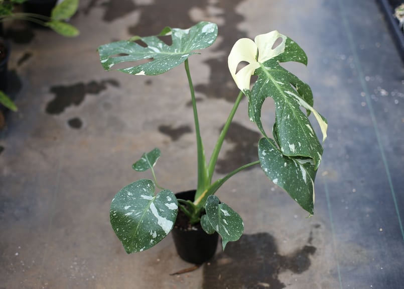 31斑入りモンステラ 斑入りモンステラの成長速度について - 私のモンステラ