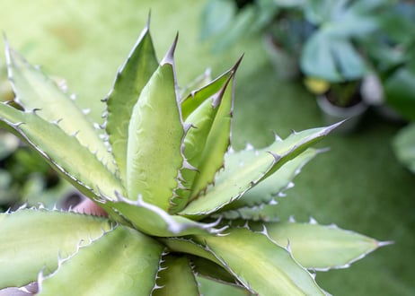 Agave kercovei x titanota NO.2