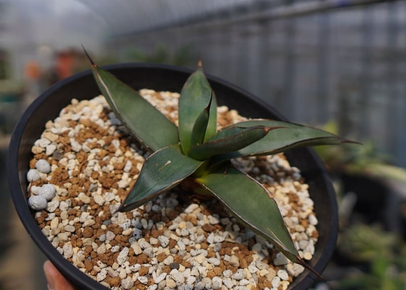 アガベ ジェントリージョーズ シャークスキン モンタナ セット 2025年