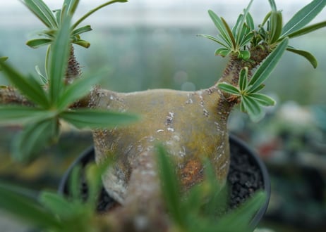 パキポディウム　グラキリス　 Pachypodium Gracilius  No.4
