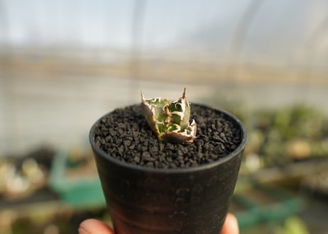 アガベ　チタノタ　鬼爪雪峰  Agave titanota “Onitsume Yukimine”