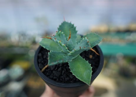 アガベ　イシスメンシス　Agave Isthmensis　No.2