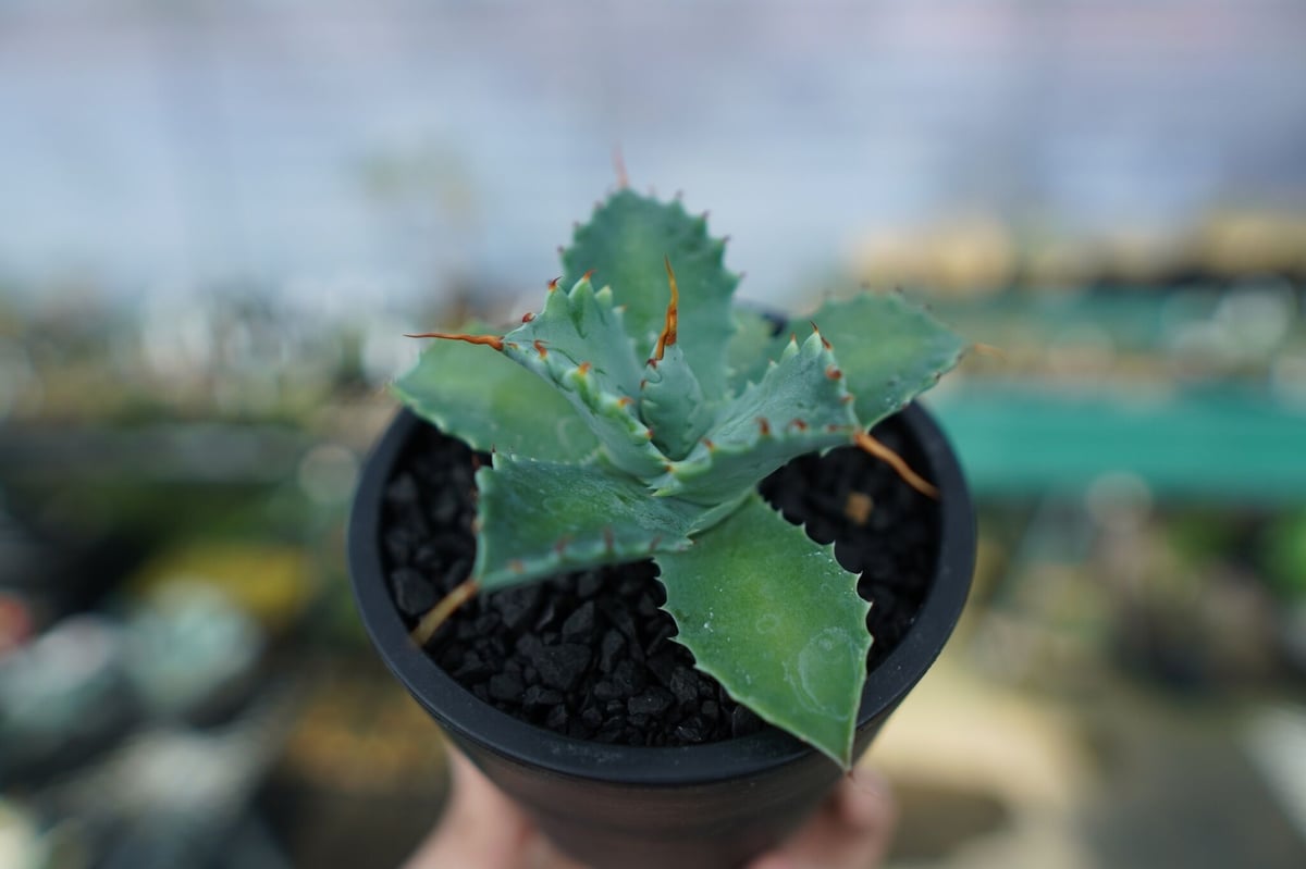 アガベ イシスメンシス Agave Isthmensis No.2 | mana's farm