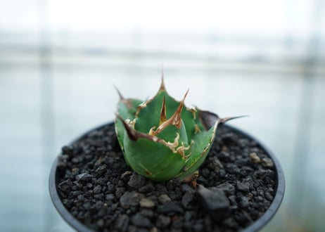 アガベ　チタノタ　白鯨　Agave titanota White whale