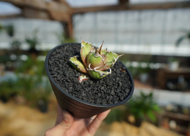 アガベ チタノタ シーザー | mana's farm:塊根植物・アガベ・ドライ